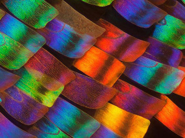 Удивительные макрофотографии крыльев бабочек - ФОТОСЕССИЯ