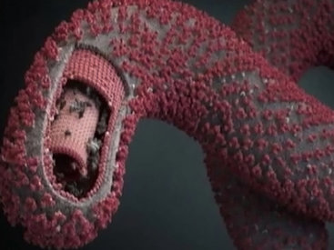 Американцы раскупили игрушки в форме вируса Эбола