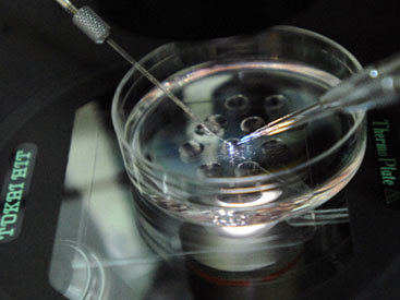 Япония инвестирует в лечение стволовыми клетками