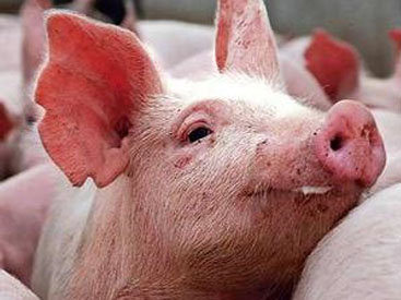 Британцы будут выращивать человеческие органы в свиньях