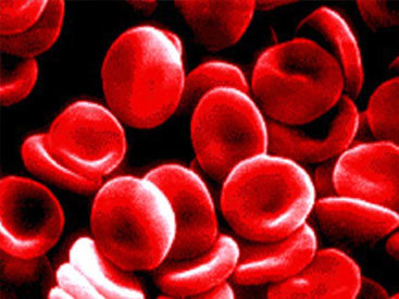 Белых клеток крови становится больше во время трапезы