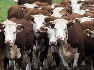 В Азербайджане начался процесс страхования крупного рогатого скота
