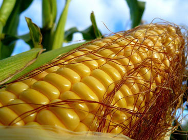 Китай вернул США 60 тысяч тонн кукурузы