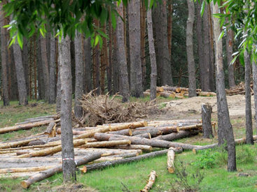Незаконная вырубка деревьев в стране находится под контролем