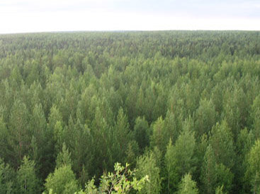 В Азербайджане продолжаются лесопосадочные работы