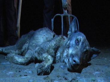 В Агдамском районе волк напал на частный дом - ФОТО