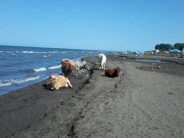 Ужас! "Коктейль" на пляже в Набрани – ФОТО