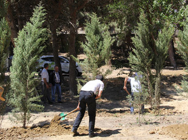 Поселок Алят в Баку украсят 15 тыс. деревьев
