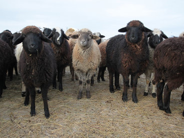 В Сабирабаде легковушка задавила 17 овец