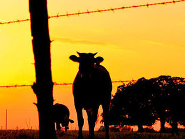 В Турции жертвенный бык продается за 25 тысяч манатов