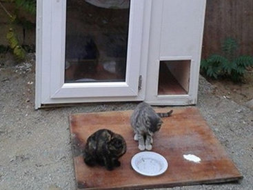 Бакинцы построили дом для бездомных кошек - ФОТО