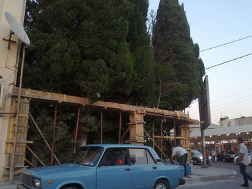Многолетним деревьям в Мардакяне удалось избежать беды - ФОТО