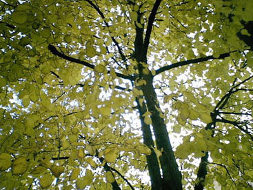 Во Франции появилось дерево, вырабатывающее электричество