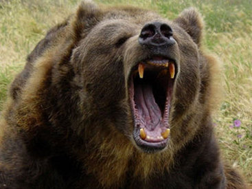 Şəki sakinlərini ayılar qorxuya saldı - VİDEO