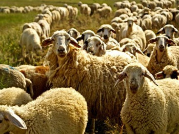 В Имишли в результате ДТП погибло 30 овец