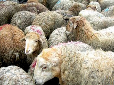 На Гурбан байрамы в Баку организуют пункты продажи жертвенных животных - СПИСОК