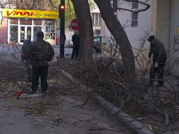 Дерево обрушилось на припаркованную Mazda в Баку – ФОТО