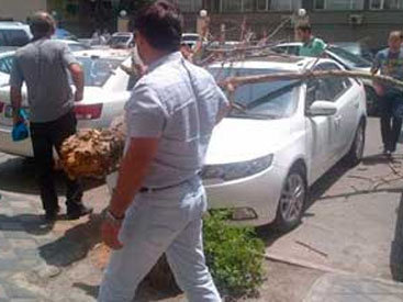 В Баку дерево рухнуло на припаркованные машины - ФОТО