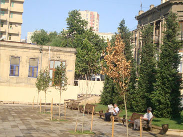 В одном из парков Баку вымирают деревья - ФОТО