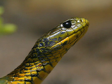 В Ливане обнаружили змею с ногами