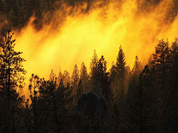 Пожар в Гирканском национальном парке ликвидирован - ОБНОВЛЕНО