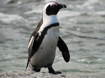 Уплывший в Азербайджан пингвин возвращается в Тбилиси - ОБНОВЛЕНО
