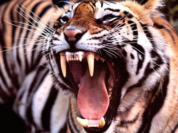 The Guardian: богачи в Армении коллекционируют львов и тигров