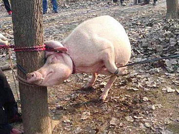 В Китае свинья съела двухлетнего ребенка - ФОТО
