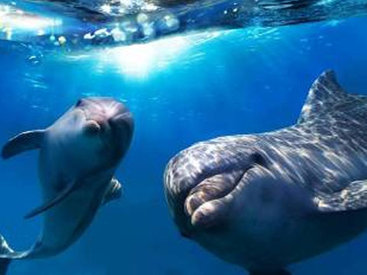 В Батуми расследуют инцидент с дельфинами