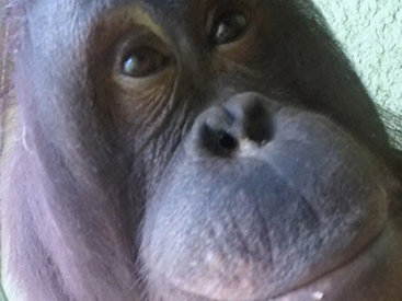 Орангутанги научились делать селфи - ВИДЕО