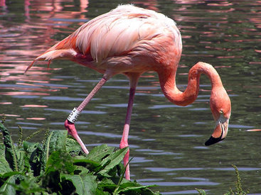 В национальном парке Азербайджана зимуют 3-4 тыс. фламинго