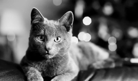 Cat-терапия: какие болезни лечат кошки?