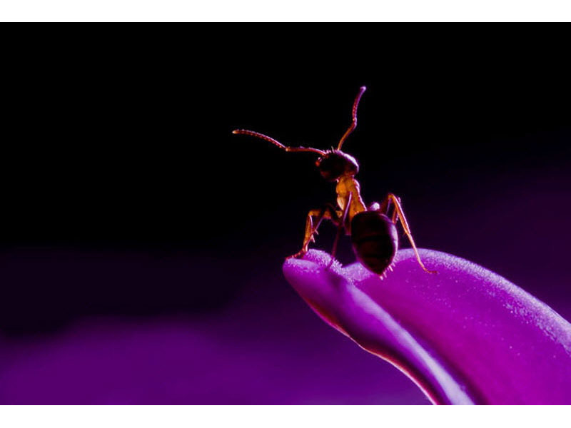 Миллер таракан. Фиолетовый муравей. Муравей Макросъемка. Сиреневый муравей. Фиолетовый муравей фото.