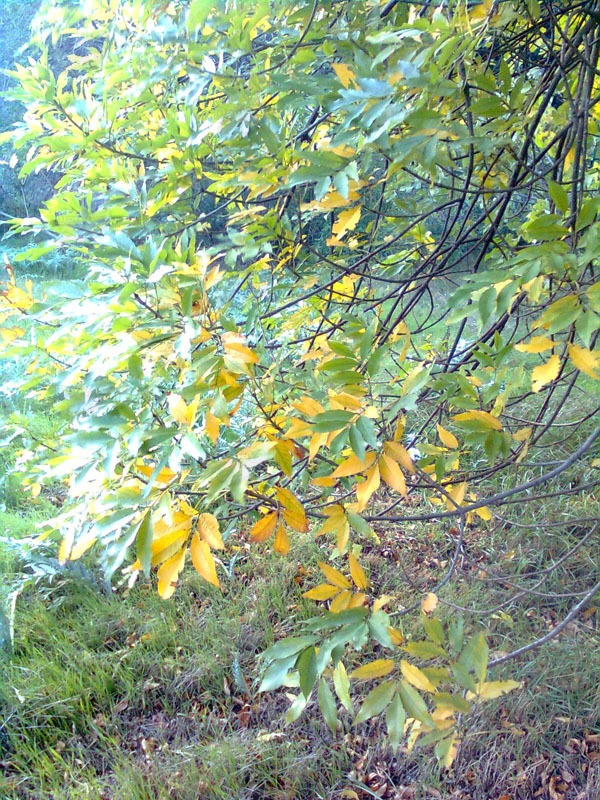 Холодное солнце октября: золотая осень в ботаническом саду в Азербайджане – ФОТОСЕССИЯ