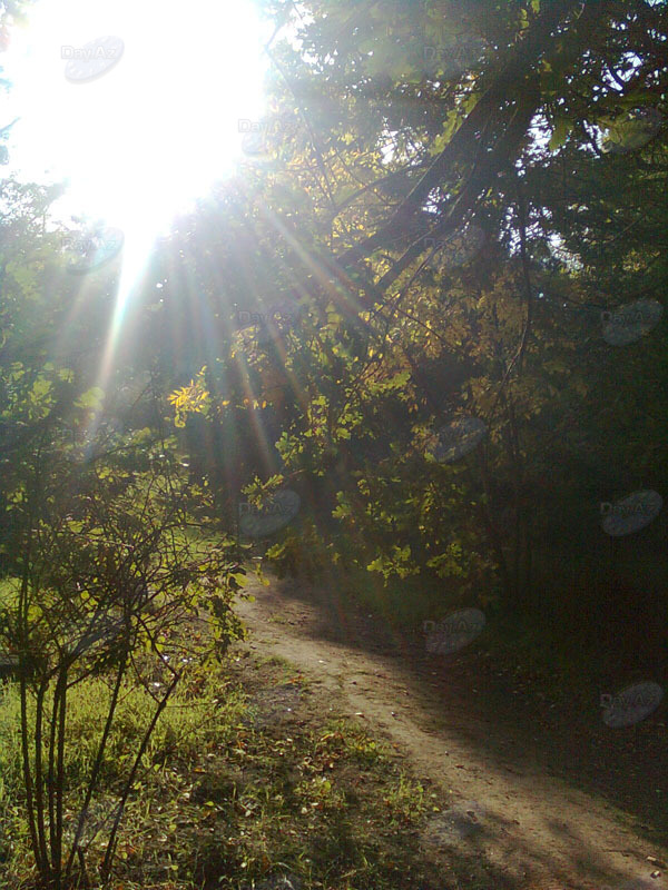Холодное солнце октября: золотая осень в ботаническом саду в Азербайджане – ФОТОСЕССИЯ