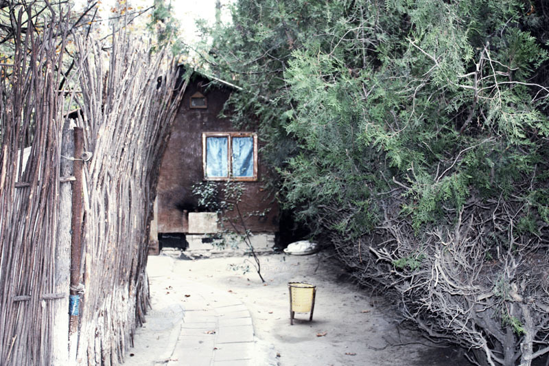 Тихие аллеи: декабрьские зарисовки в бакинском саду - ФОТОСЕССИЯ
