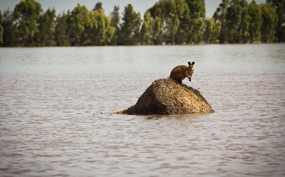 Новый Год под водой: В Австралии продолжаются разрушительные наводнения - ФОТОСЕССИЯ