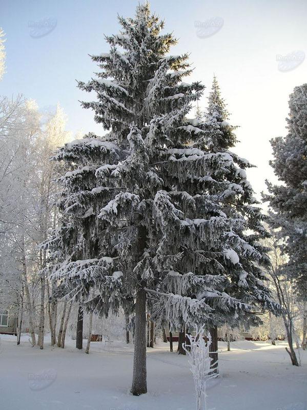 Снежная гладь и оттенки зимы - ФОТОСЕССИЯ