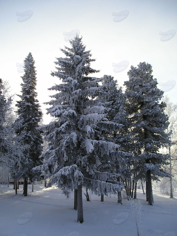 Снежная гладь и оттенки зимы - ФОТОСЕССИЯ