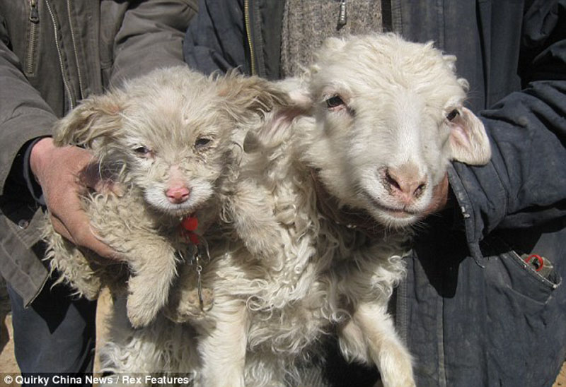 В Китае овца родила "собаку" - ФОТО