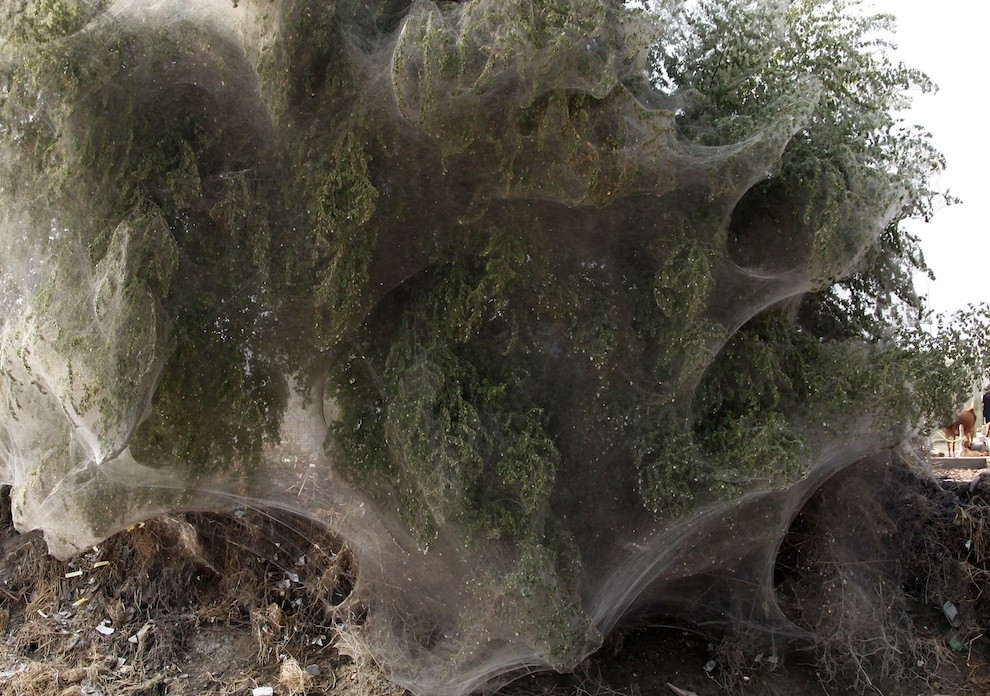 Массовое нашествие пауков в Пакистане - ФОТО