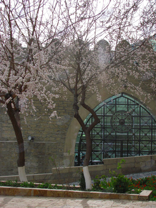 Цветущий Баку: оттенки весны - ФОТОСЕССИЯ