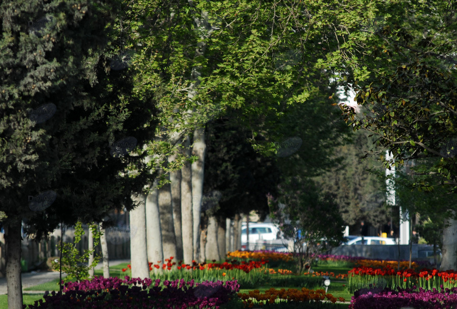 Весна раскрашивает город: Баку готовится к Празднику цветов – ФОТОСЕССИЯ