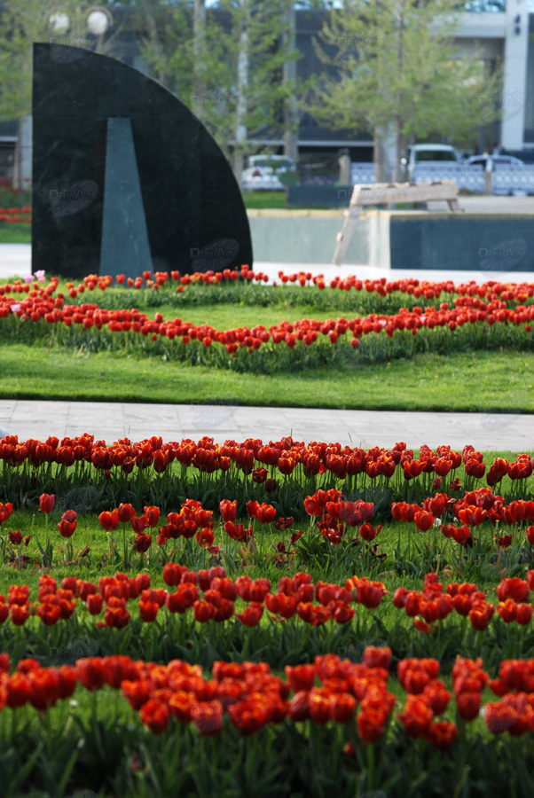 Весна раскрашивает город: Баку готовится к Празднику цветов – ФОТОСЕССИЯ