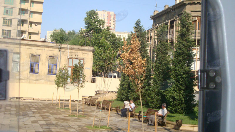 В одном из парков Баку вымирают деревья - ФОТО