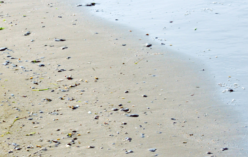 "Незваные гости" на одном из абшеронских пляжей - ФОТО