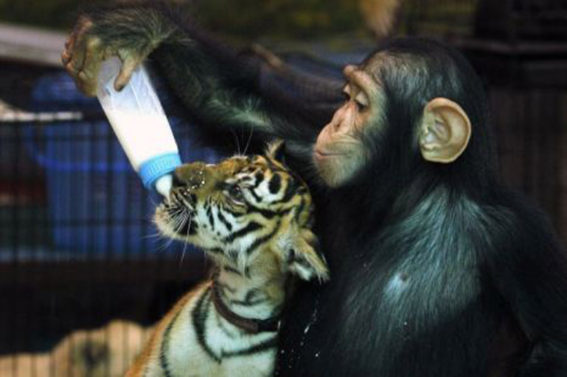 2-летняя шимпанзе стала матерью для тигренка - ФОТО