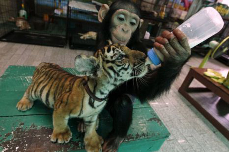 2-летняя шимпанзе стала матерью для тигренка - ФОТО