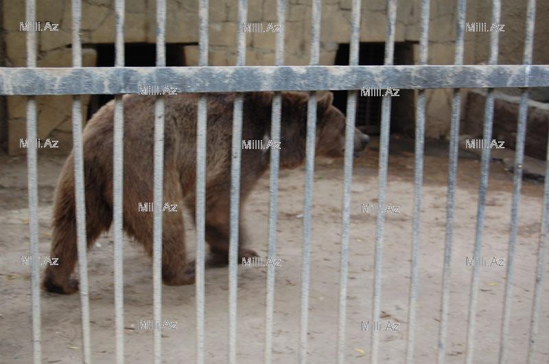 В Бакинском зоопарке появятся новые питомцы - ФОТОСЕССИЯ - ОПРОС