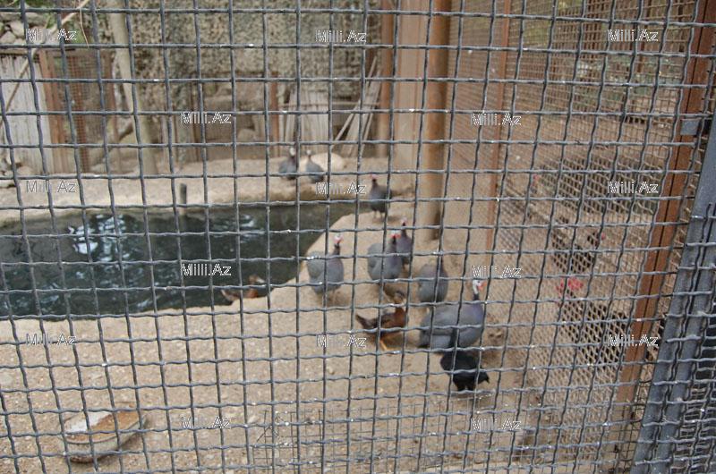 В Бакинском зоопарке появятся новые питомцы - ФОТОСЕССИЯ - ОПРОС